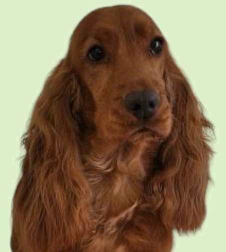 Best in show de Nimrody