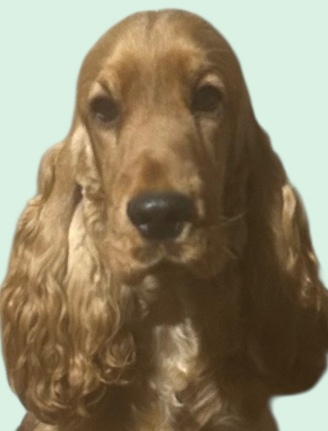 Veuve clicquot  favorite du domaine de la Reine